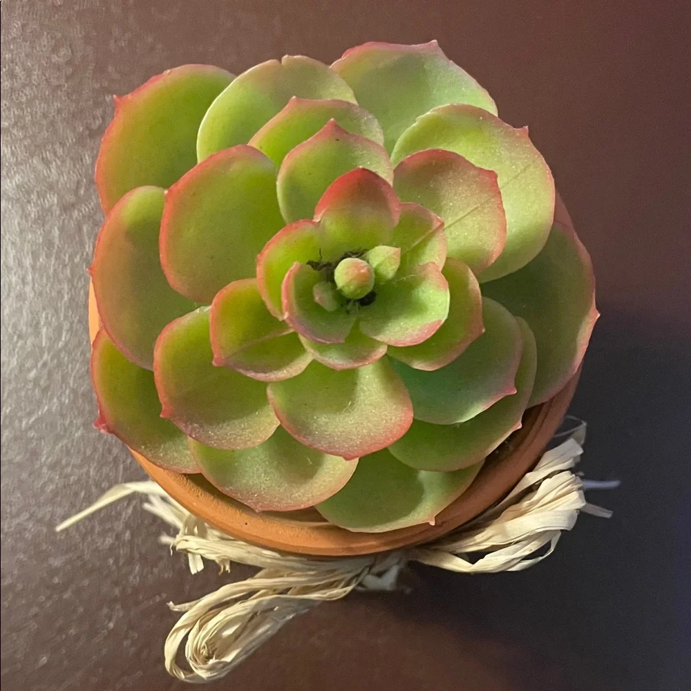 Green and Pink Succulent in Terracotta Pot